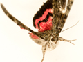 Dark Crimson Underwing